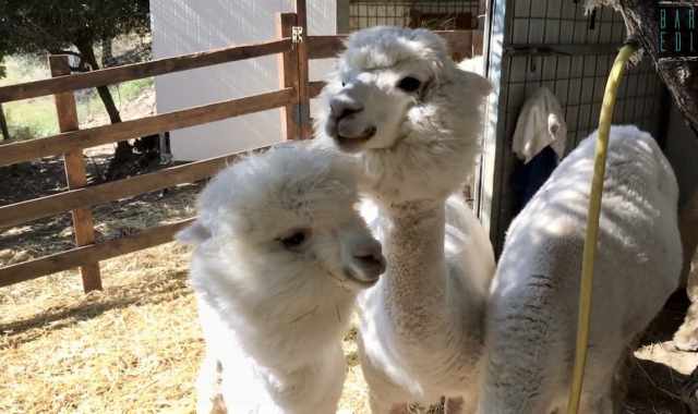 Docili, "soffici", dalla lana pregiata: sono gli alpaca. E in Basilicata c' chi li alleva